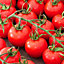 Tomato baron F1 Tomato Seed