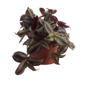 Tradescantia in 12cm Terracotta Foliage plant Plastic Grow pot
