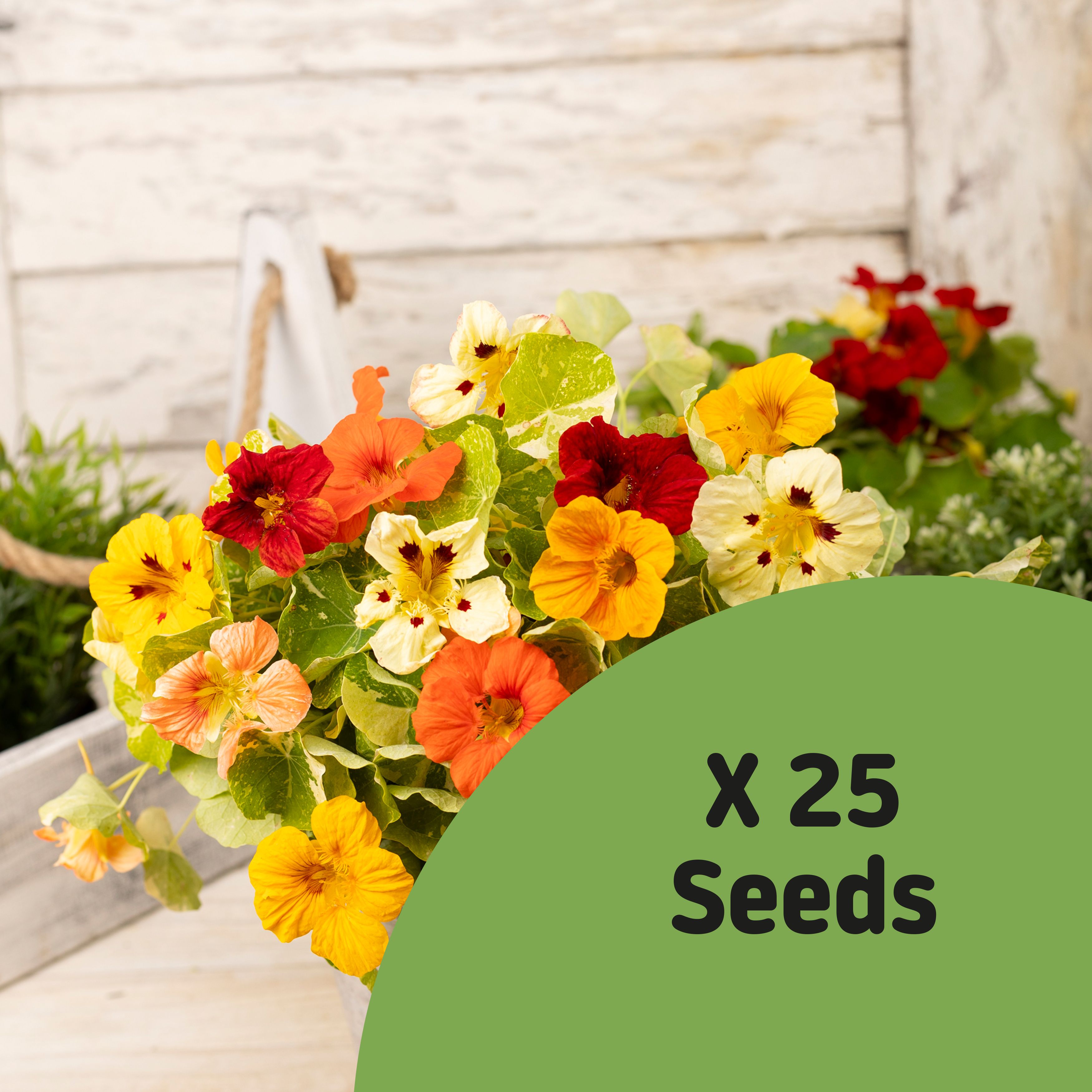 Trailing Assorted Nasturtium Seeds