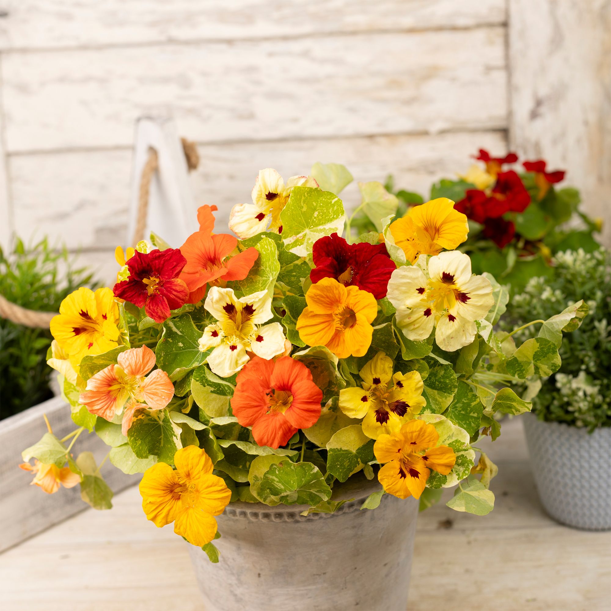 Trailing Assorted Nasturtium Seeds