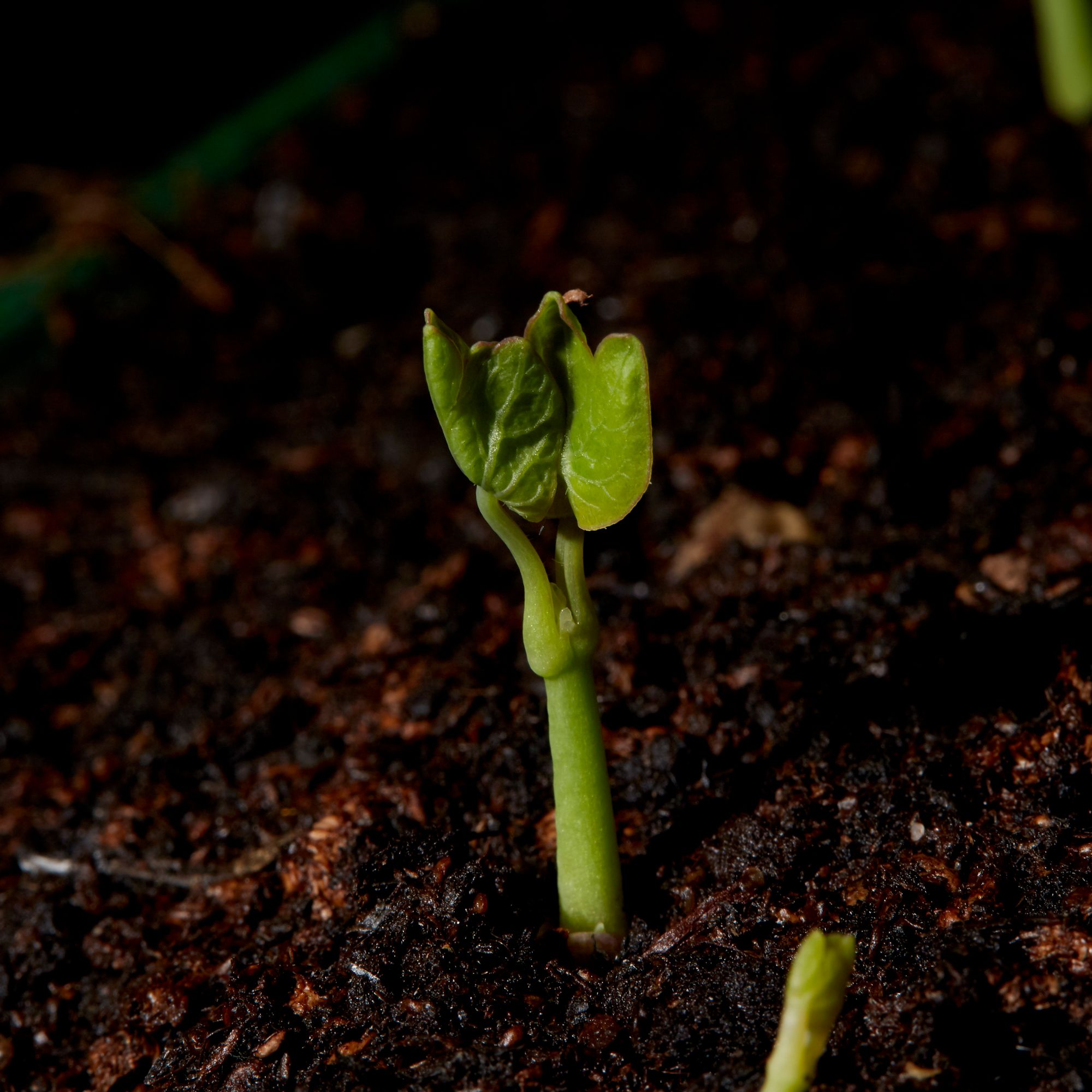 Trailing Assorted Nasturtium Seeds