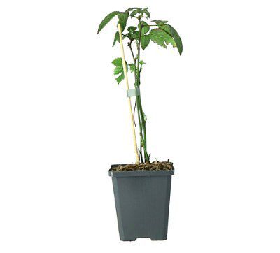 Tree | DIY at B&Q