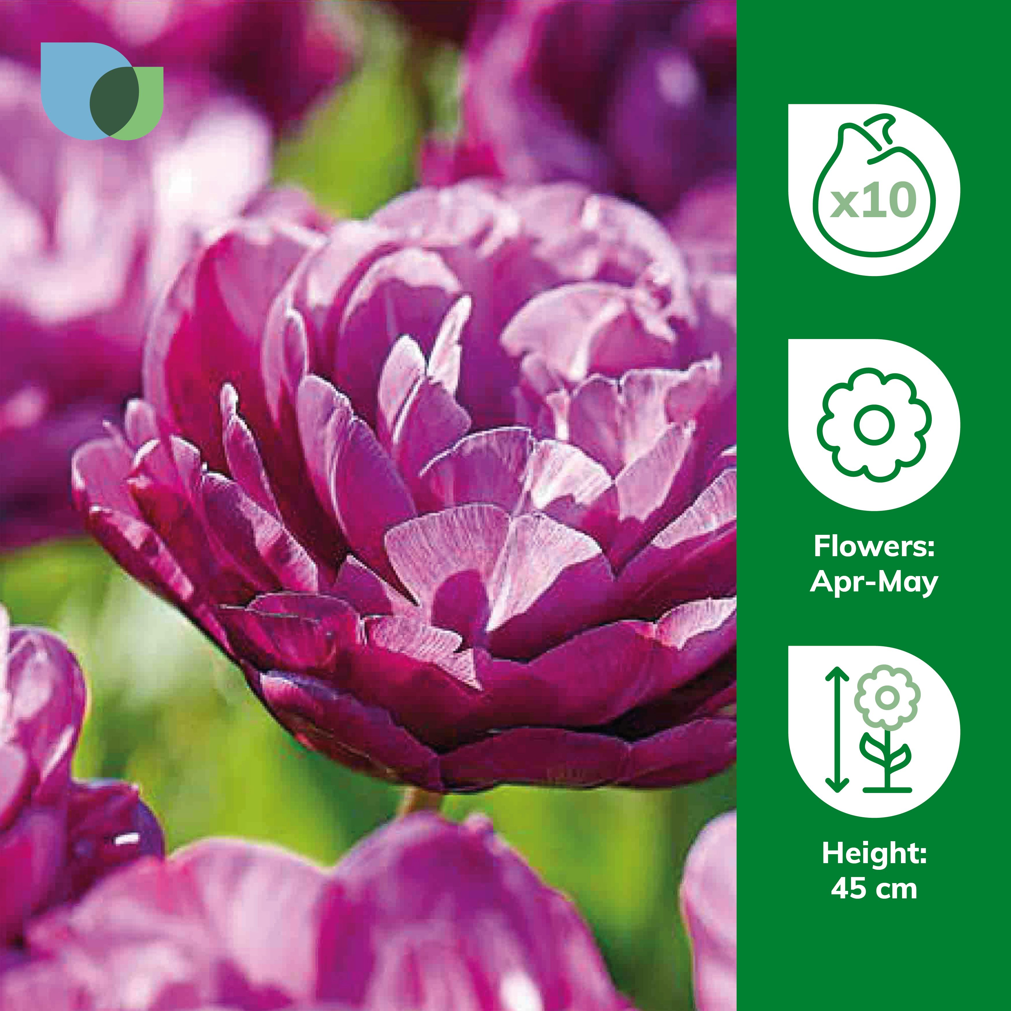 Tulip Blue Spectacle 10 Flower bulbs - 3
