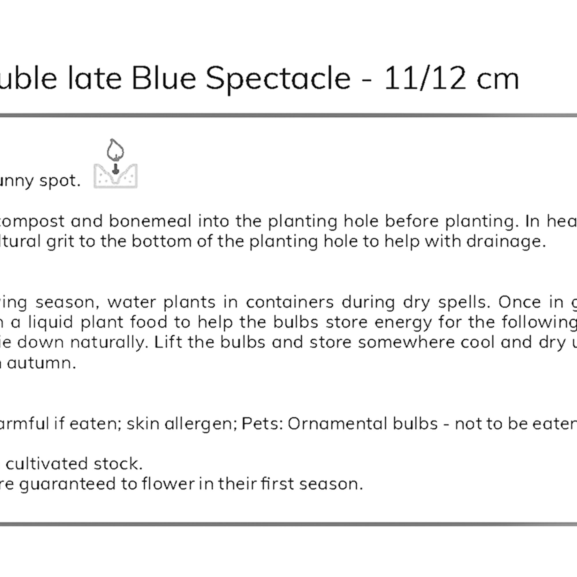 Tulip Blue Spectacle 10 Flower bulbs - 7