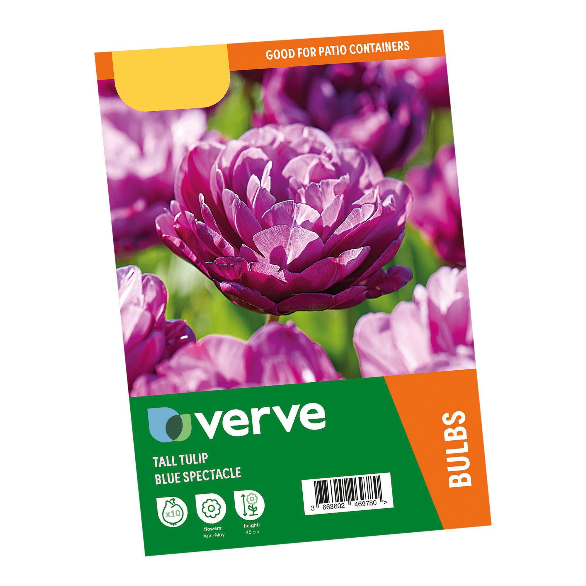 Tulip Blue Spectacle 10 Flower bulbs - 5