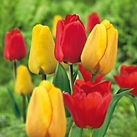 Tulip bulbs