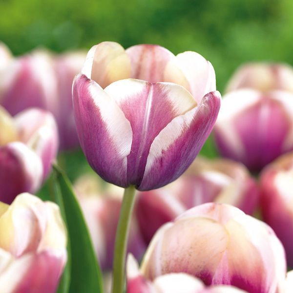 Tulip Bulbs 