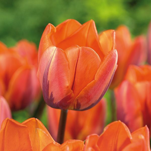 Tulip Bulbs | DIY At B&Q