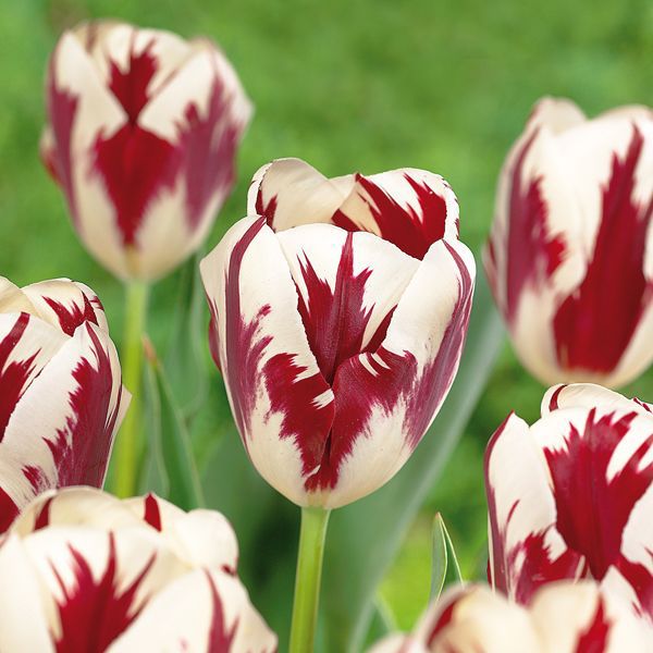 Tulip bulbs | DIY at B&Q