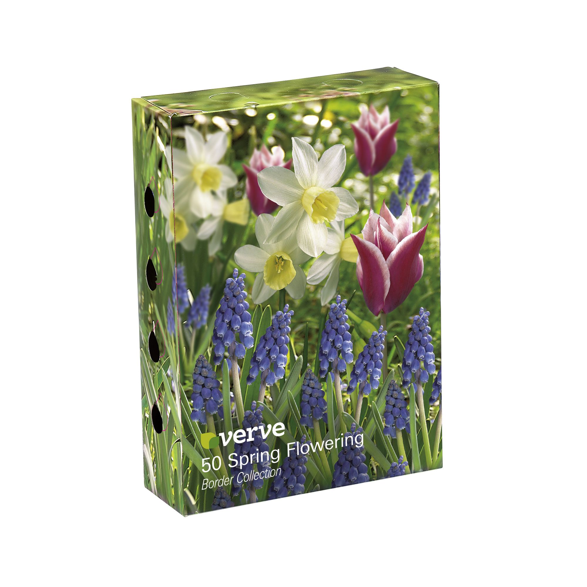 Tulip Claudia, Daffodil Sailboat & Grape Hyacinth 50 Flower bulbs