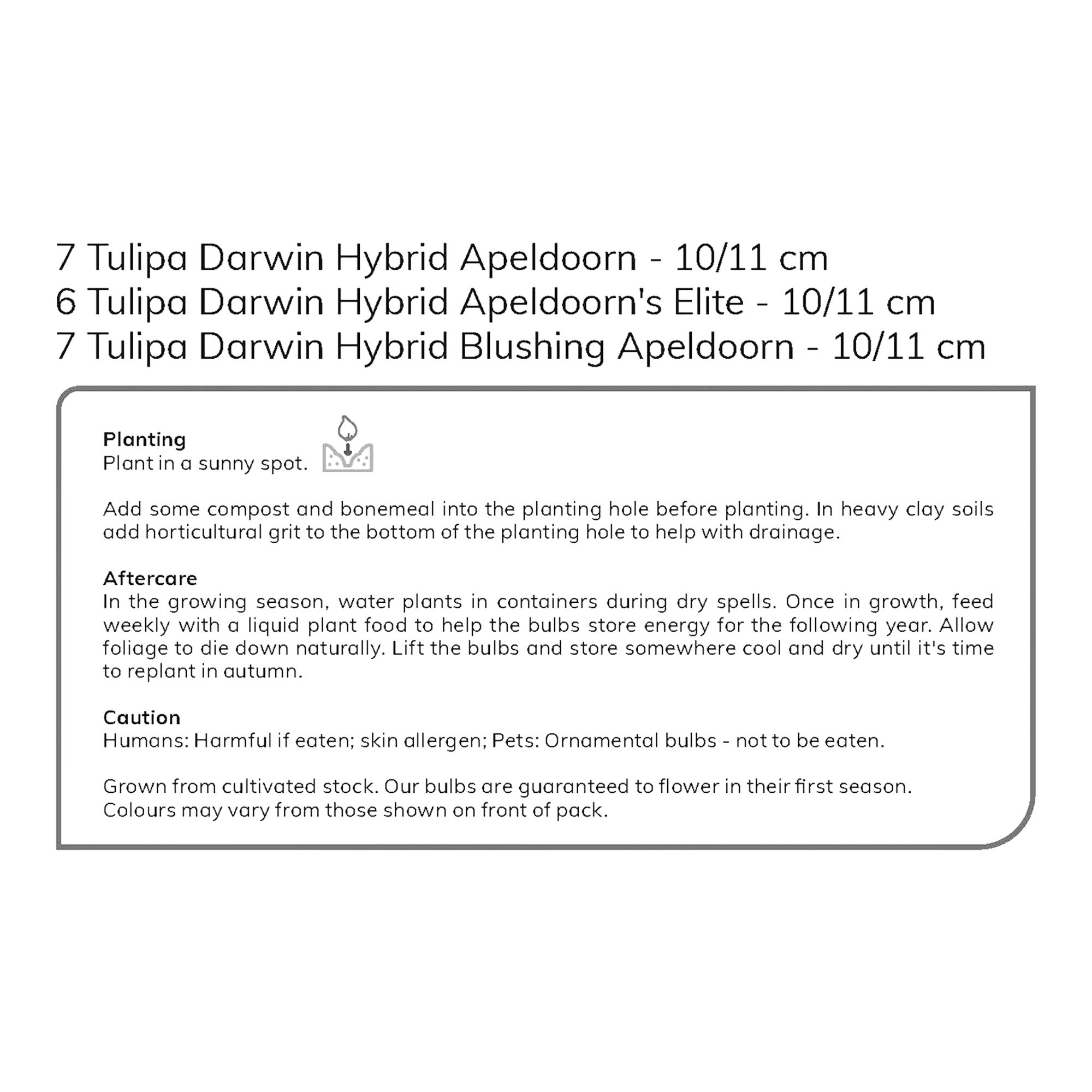 Tulip Darwin Mix 20 Flower bulbs