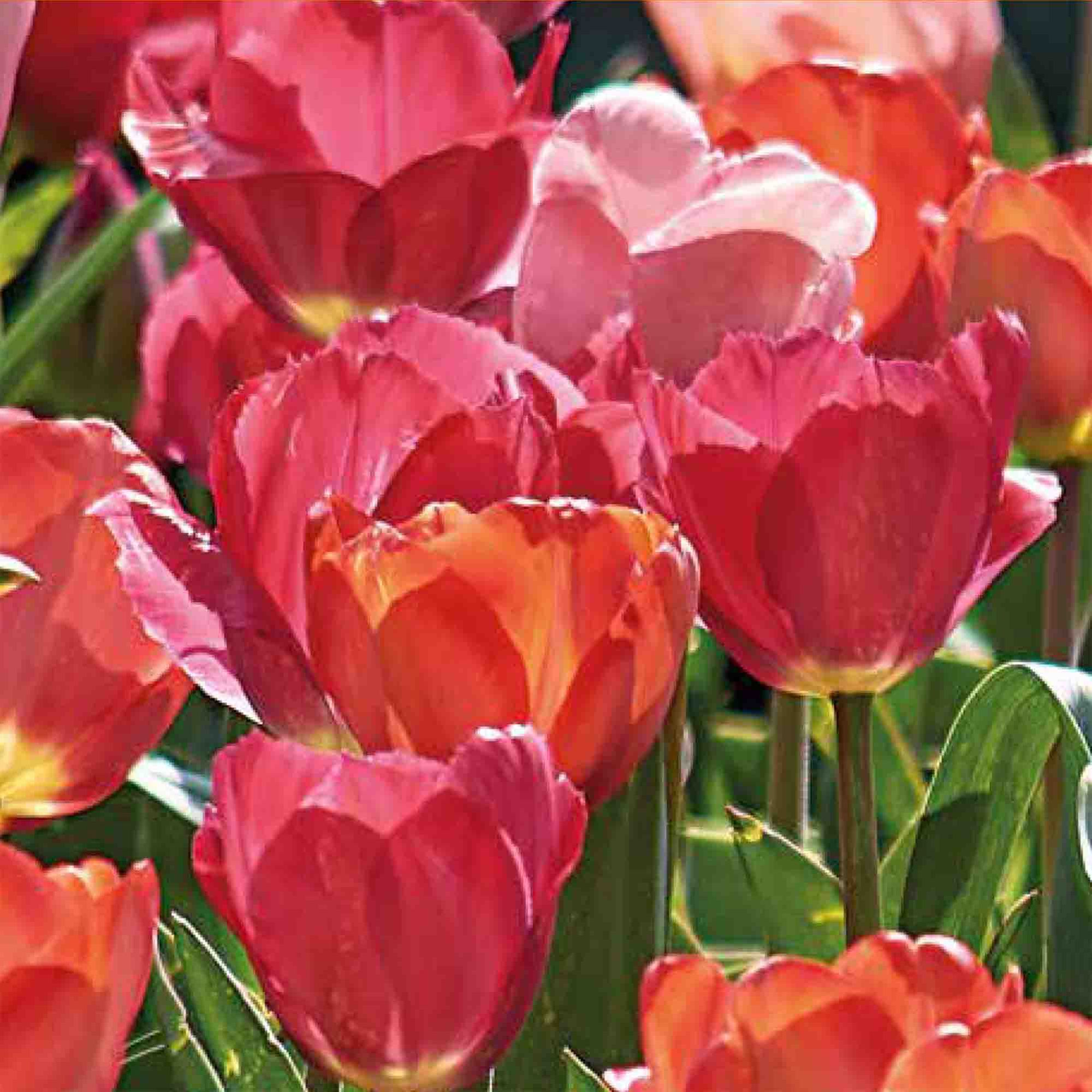Tulip Darwin Mix 20 Flower bulbs - 3