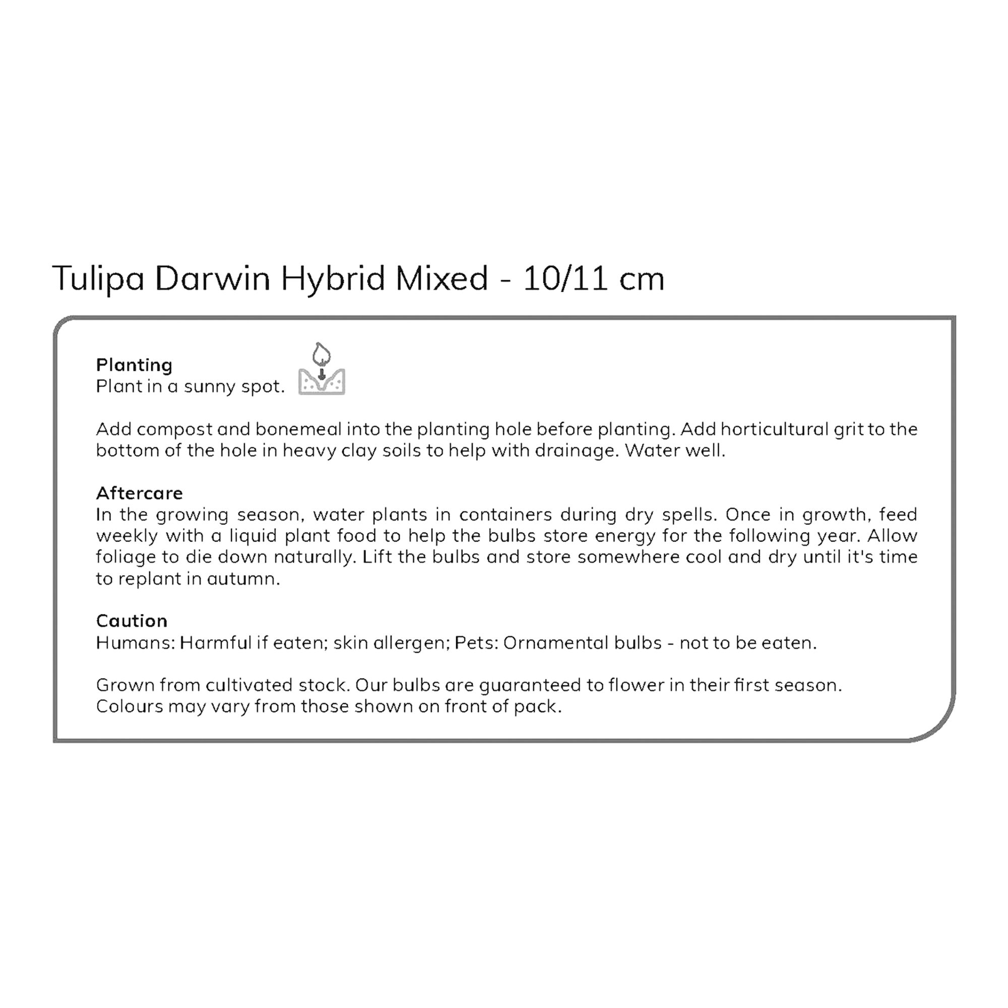 Tulip Darwin Mix 50 Flower bulbs - 5
