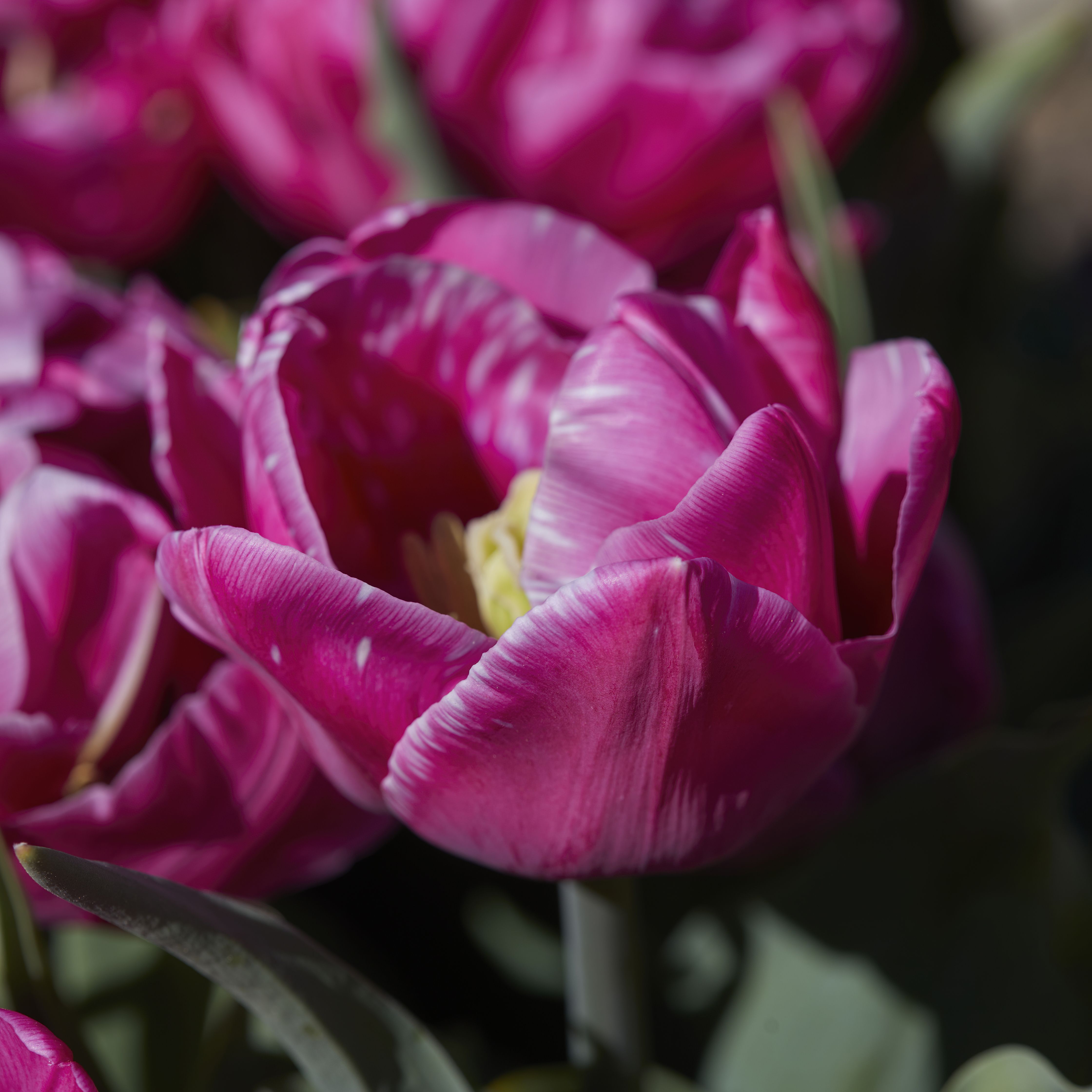 Tulip Double You 10 Flower bulbs