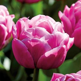 Tulip Double You 10 Flower bulbs