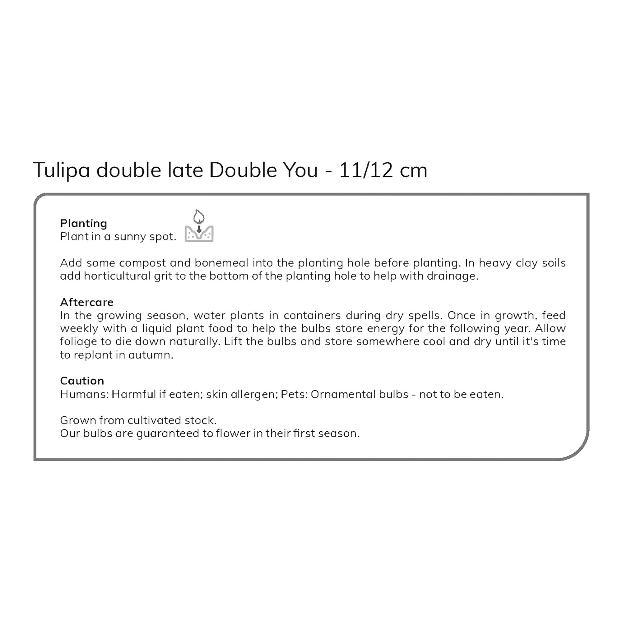 Tulip Double You 10 Flower bulbs - 5