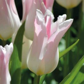 Tulip Elegant Lady 10 Flower bulbs