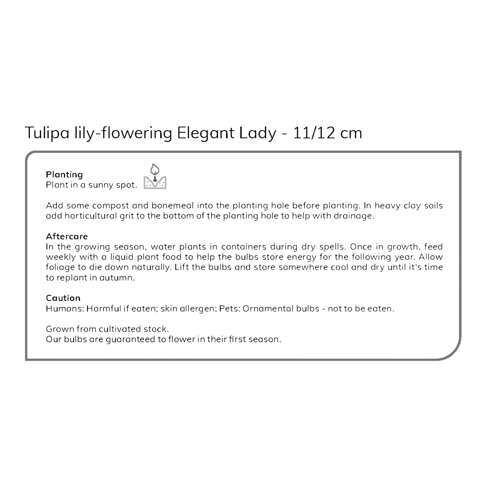 Tulip Elegant Lady 10 Flower bulbs