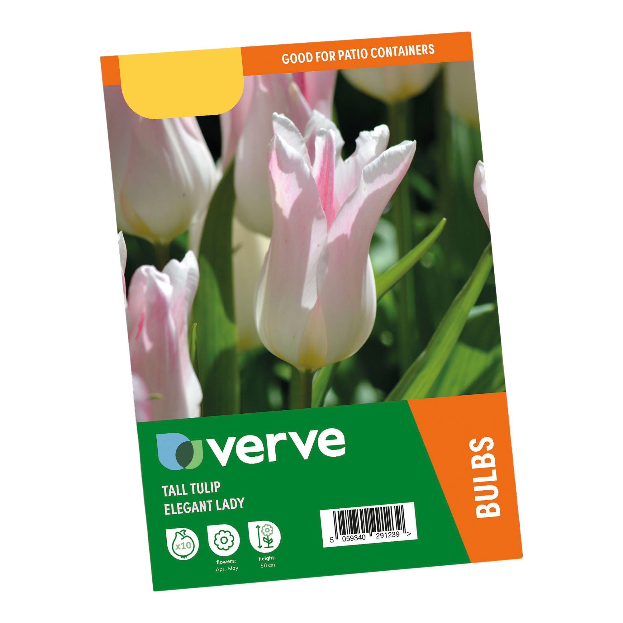 Tulip Elegant Lady 10 Flower bulbs