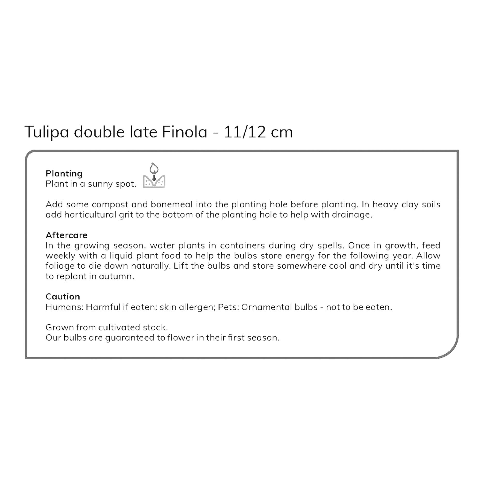Tulip Finola 10 Flower bulbs - 5