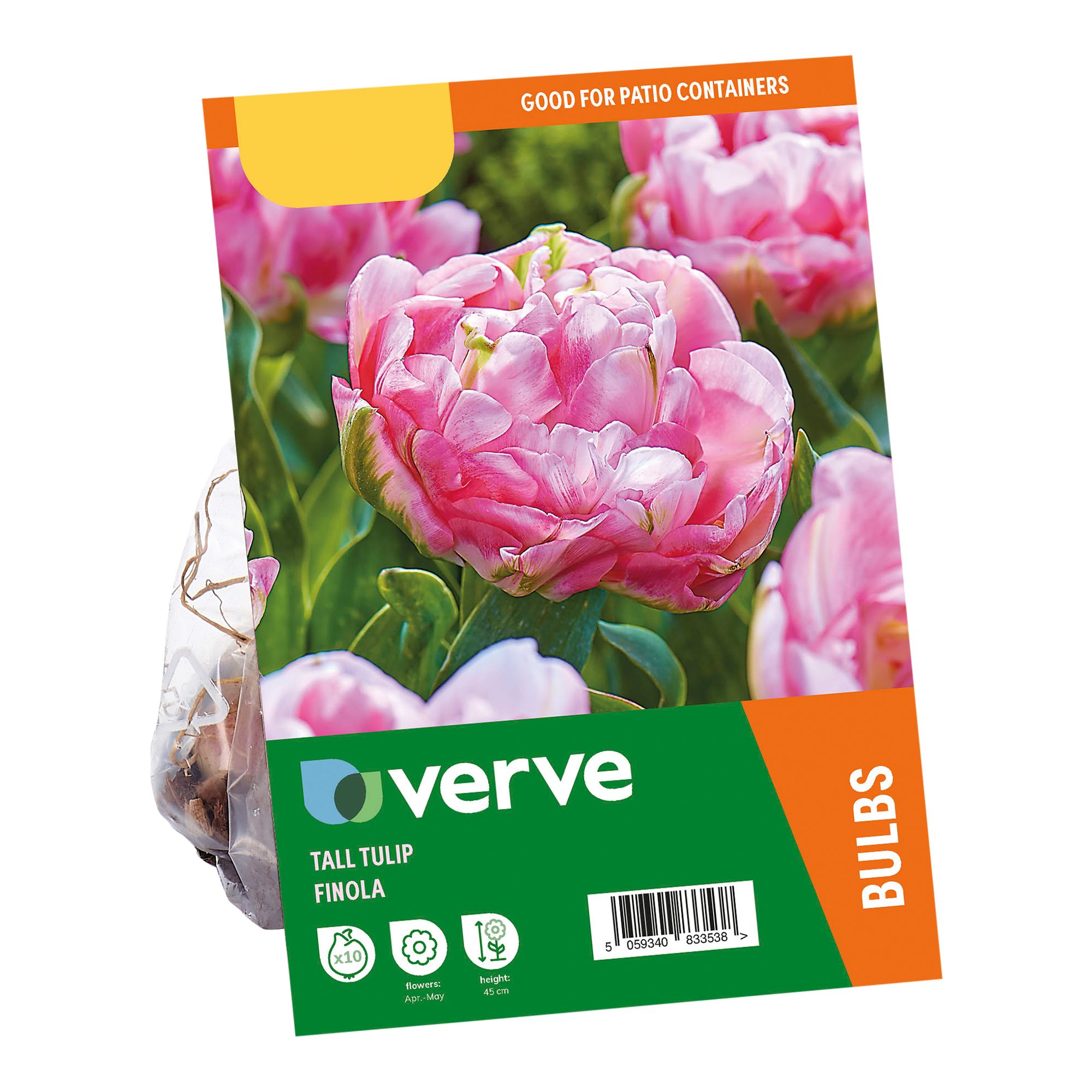 Tulip Finola 10 Flower bulbs - 3