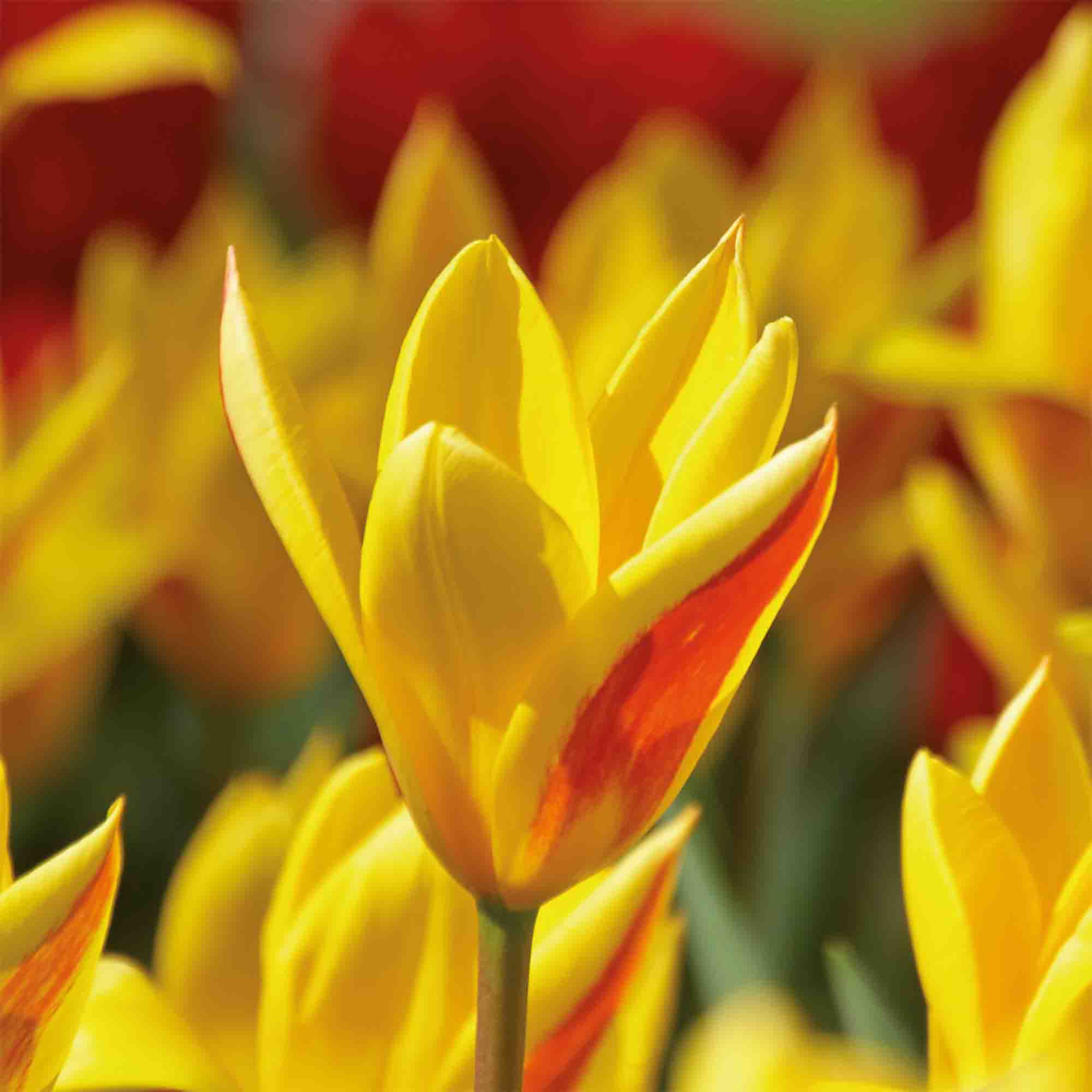 TULIPページ Tall Double Tulip Double Late Mixed 20 Flower bulbs