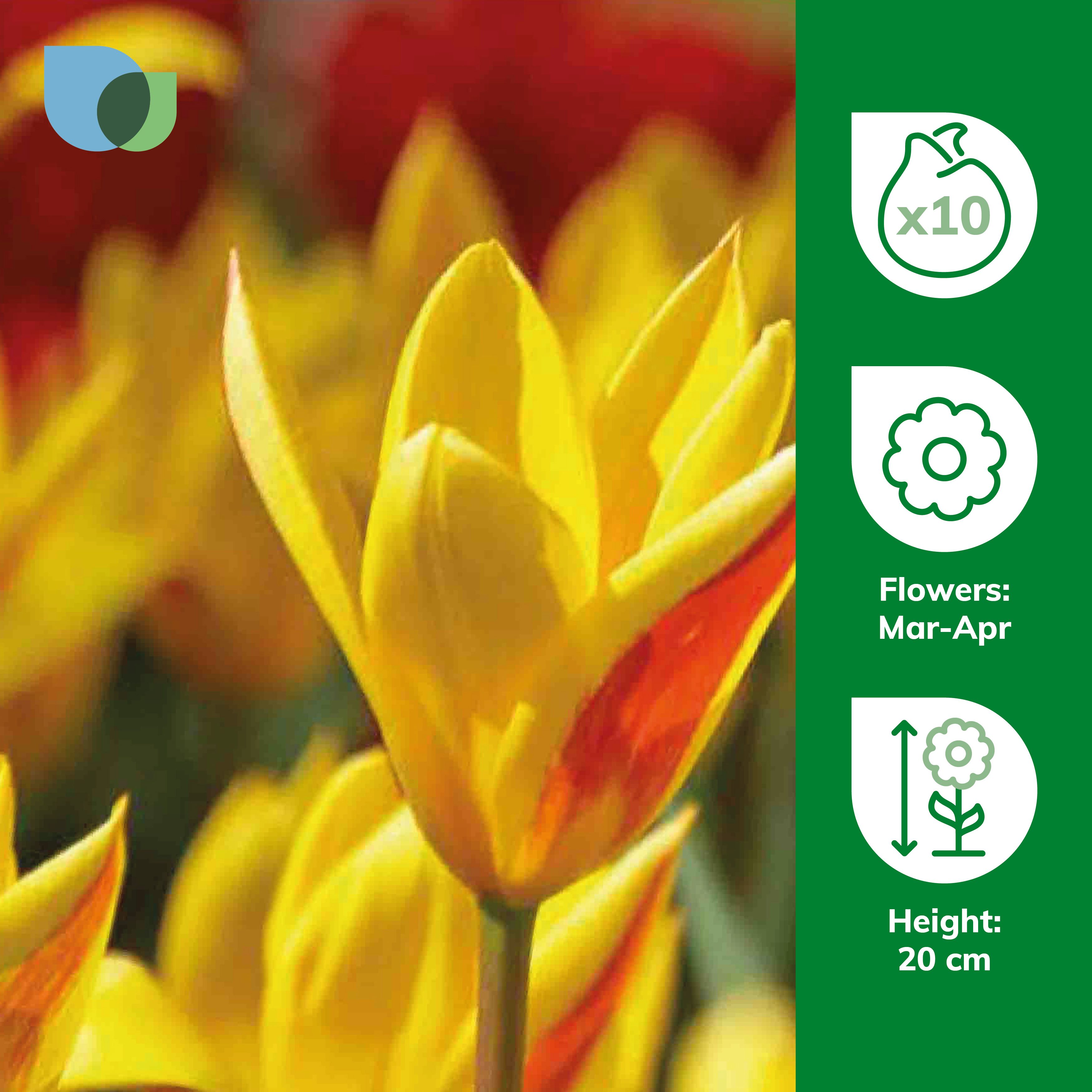 Tulip Giuseppe Verdi 10 Flower bulbs - 6