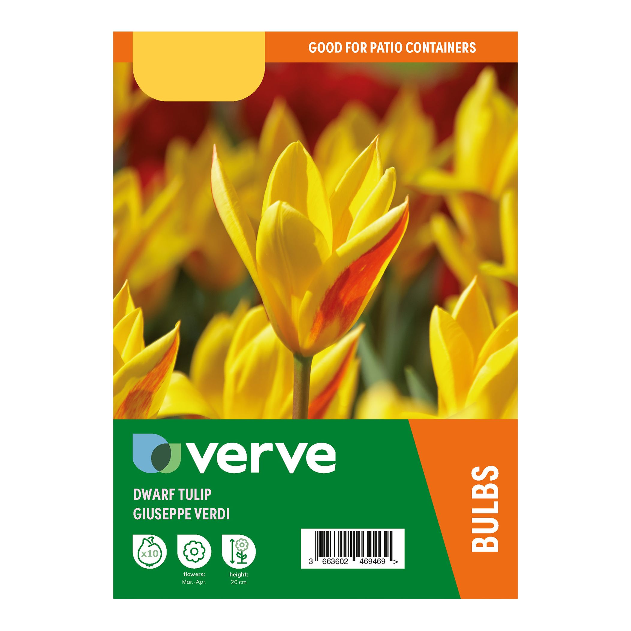 Tulip Giuseppe Verdi 10 Flower bulbs