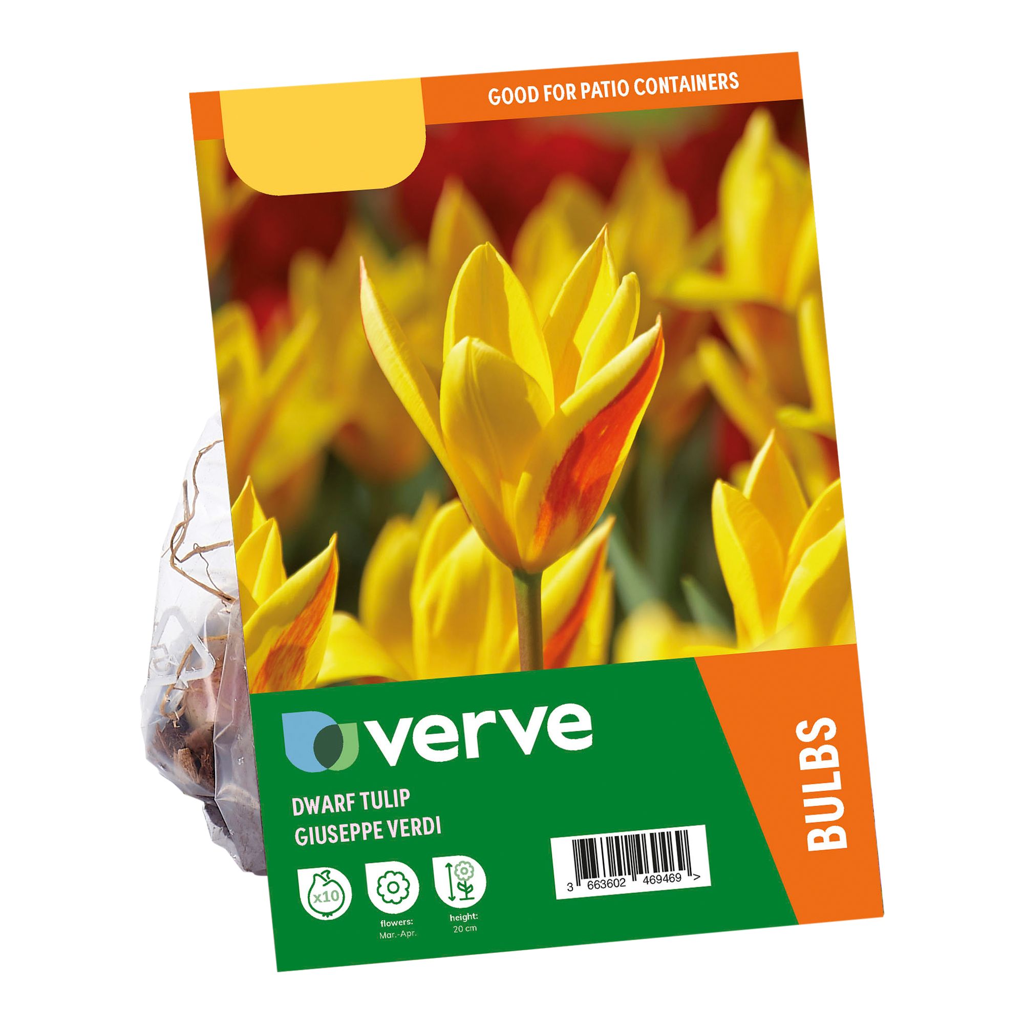 Tulip Giuseppe Verdi 10 Flower bulbs - 1