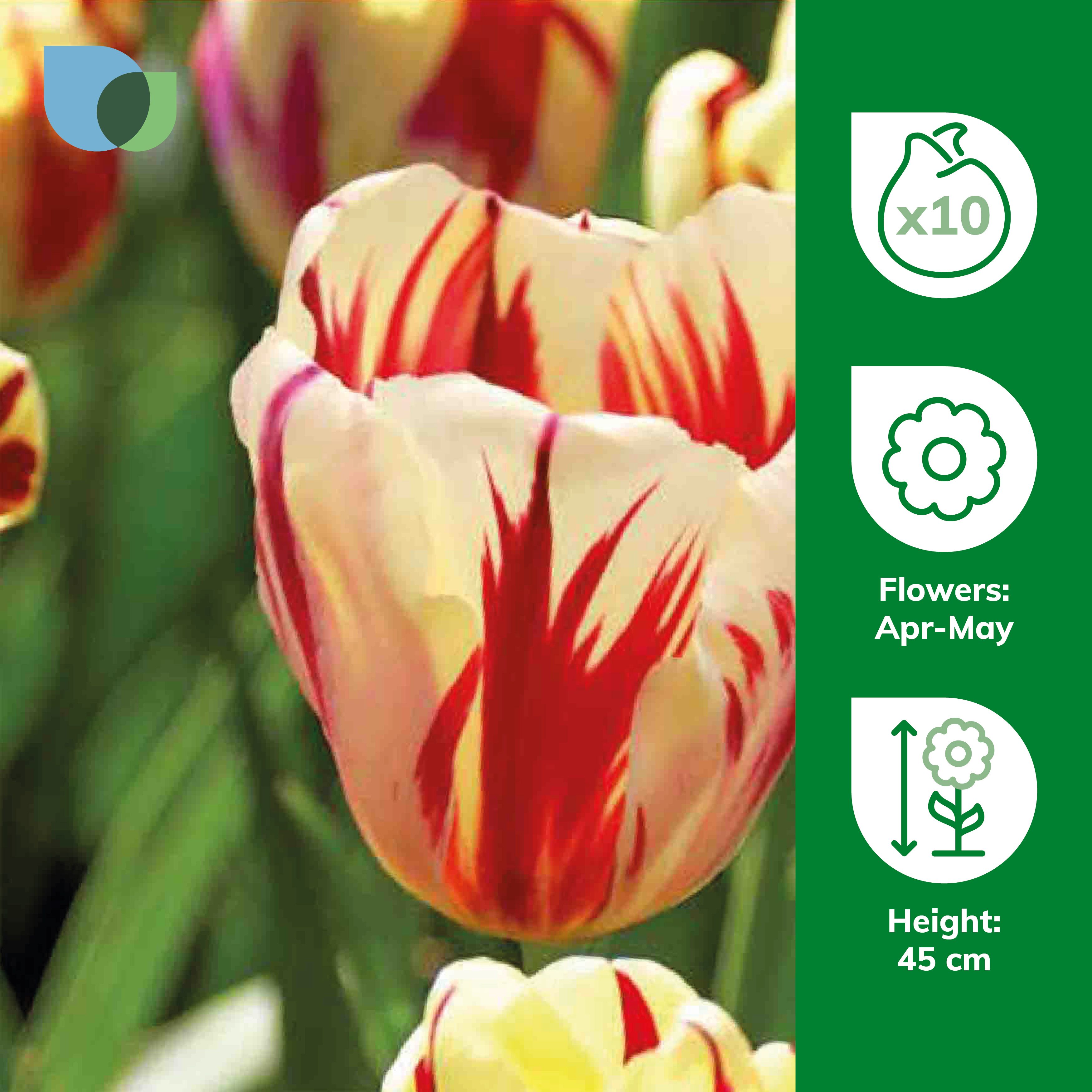 Tulip Grand Perfection 10 Flower bulbs - 3