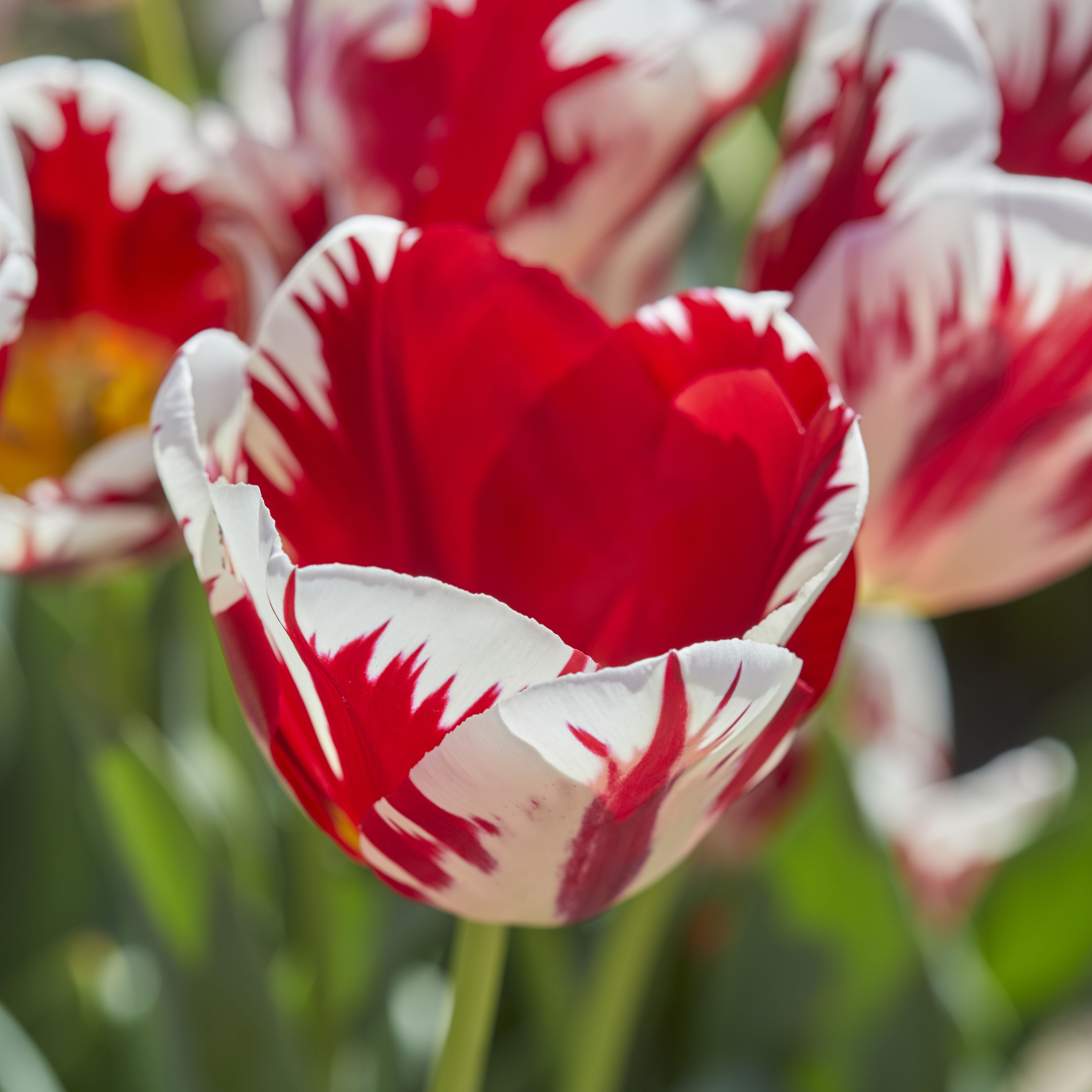 Tulip Grand Perfection 10 Flower bulbs