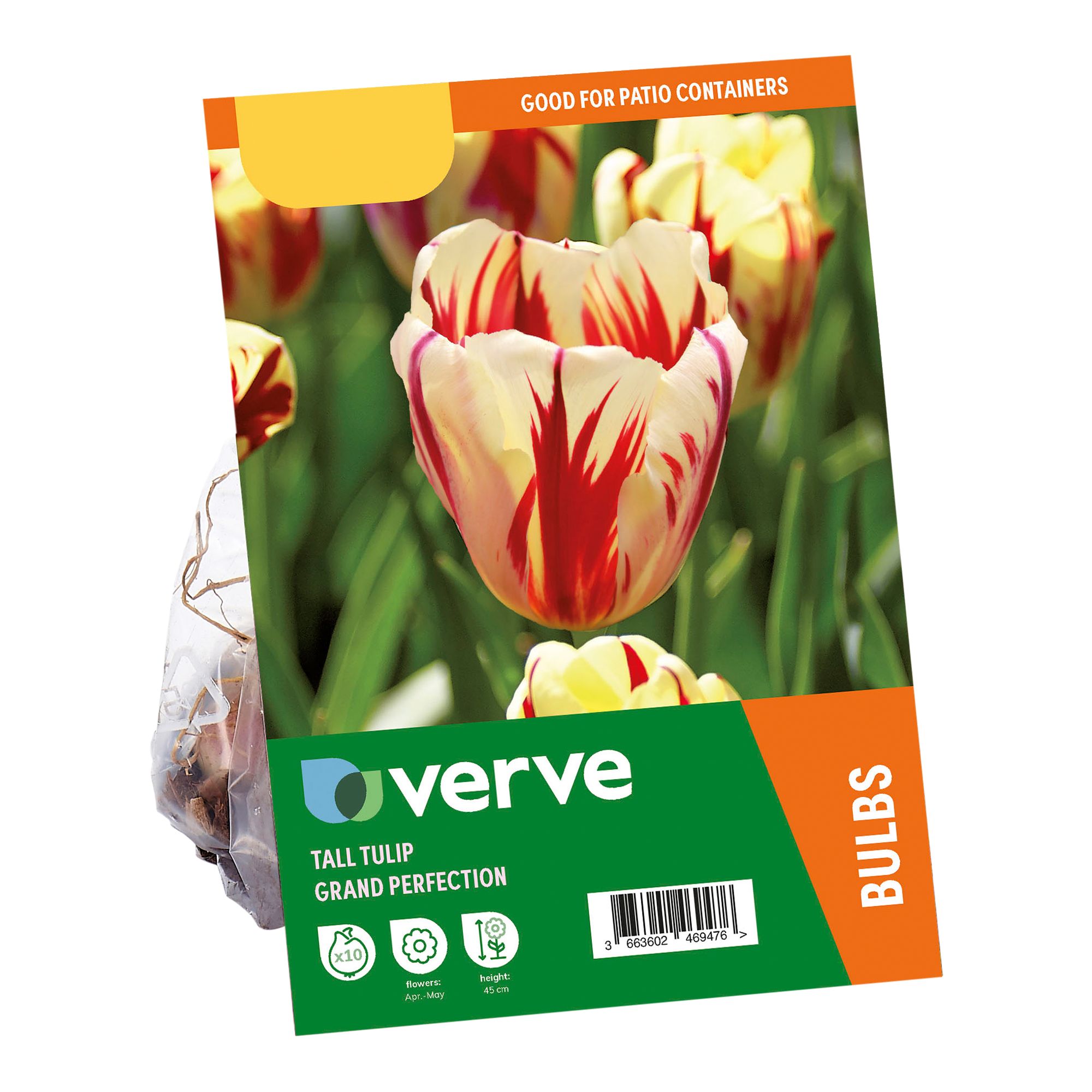 Tulip Grand Perfection 10 Flower bulbs - 5