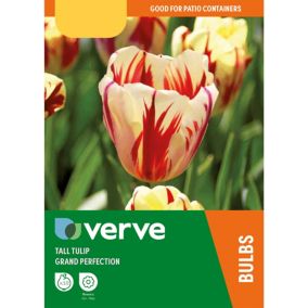 Tulip Grand Perfection White & red Flower bulb Pack of 10