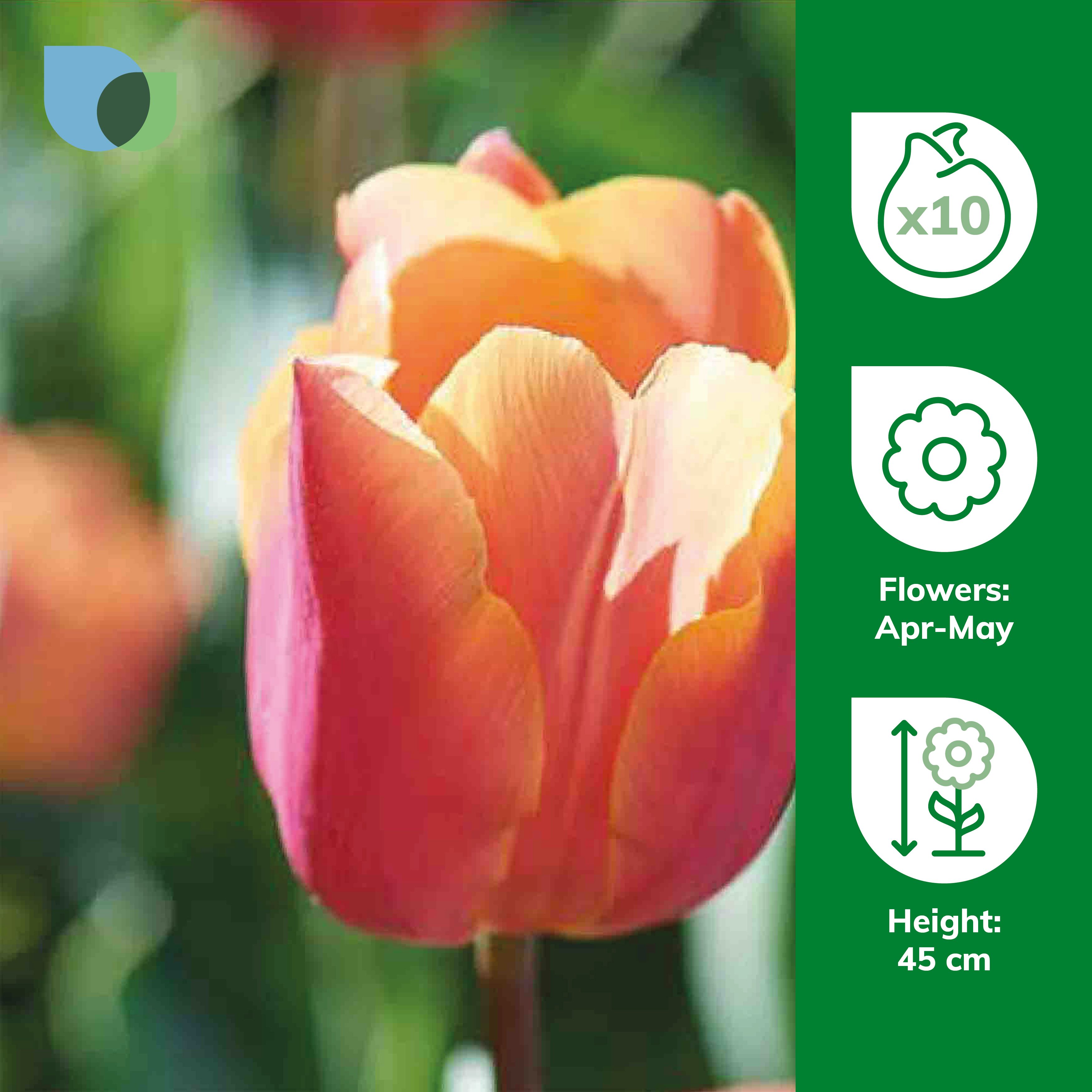 Tulip Jimmy 10 Flower bulbs - 3
