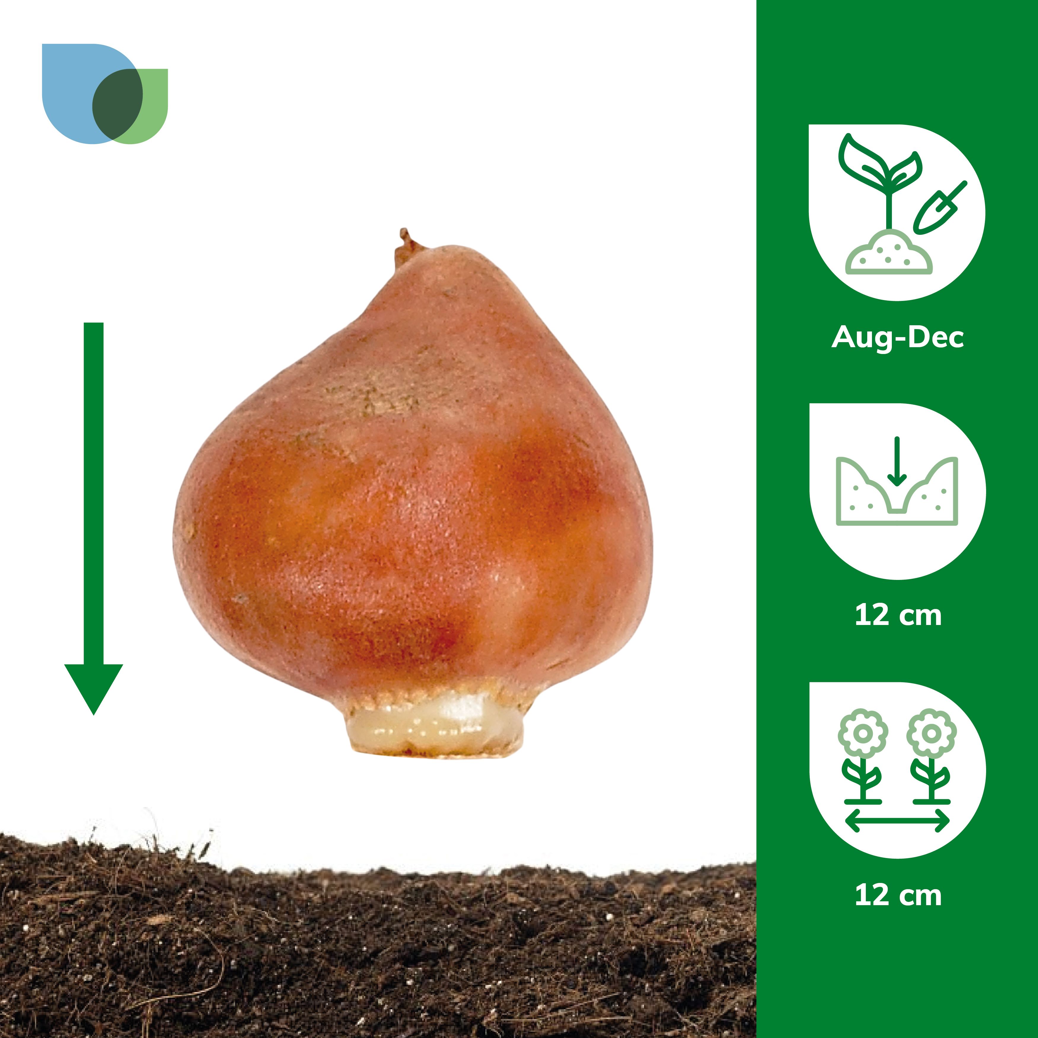 Tulip Jimmy 10 Flower bulbs - 4