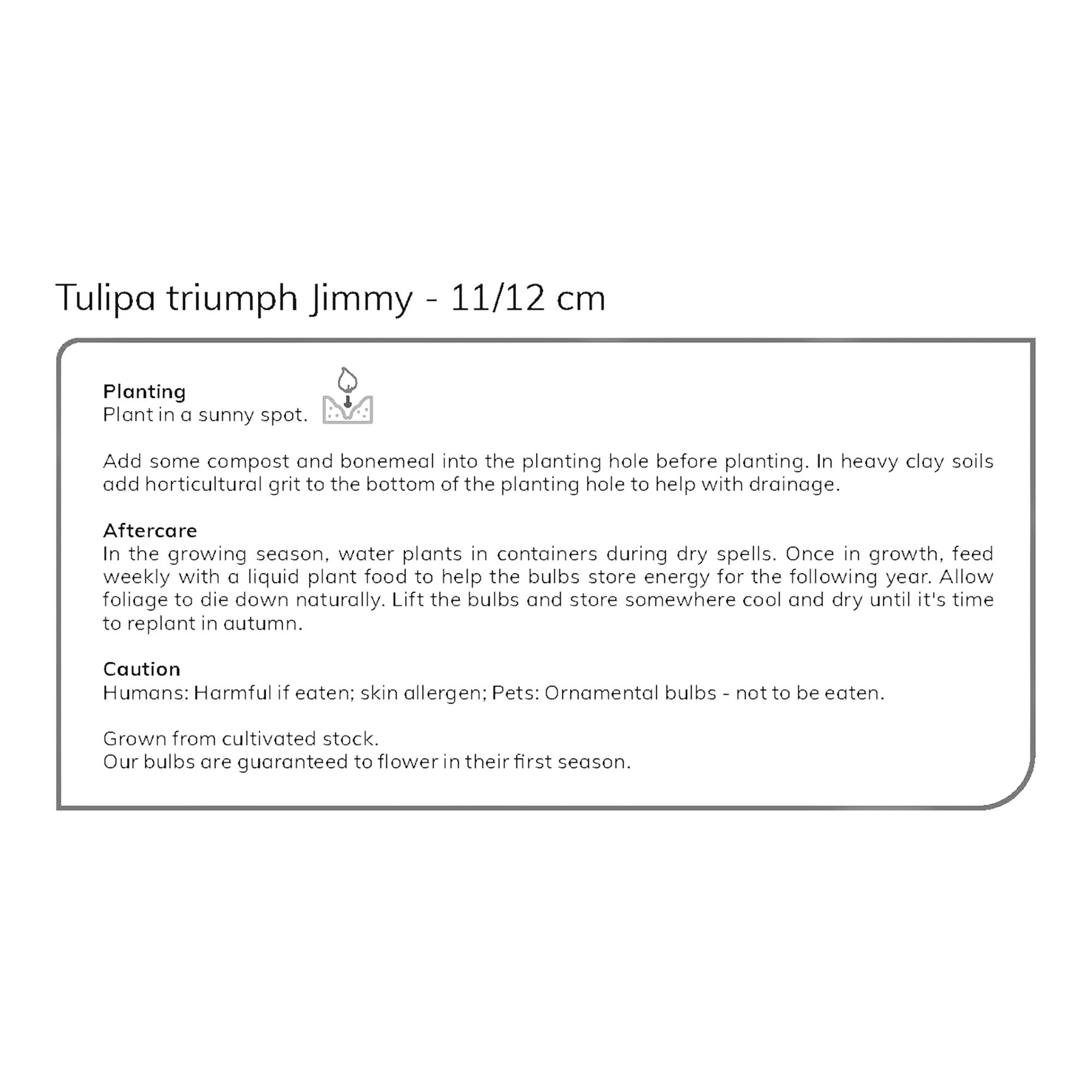 Tulip Jimmy 10 Flower bulbs - 7
