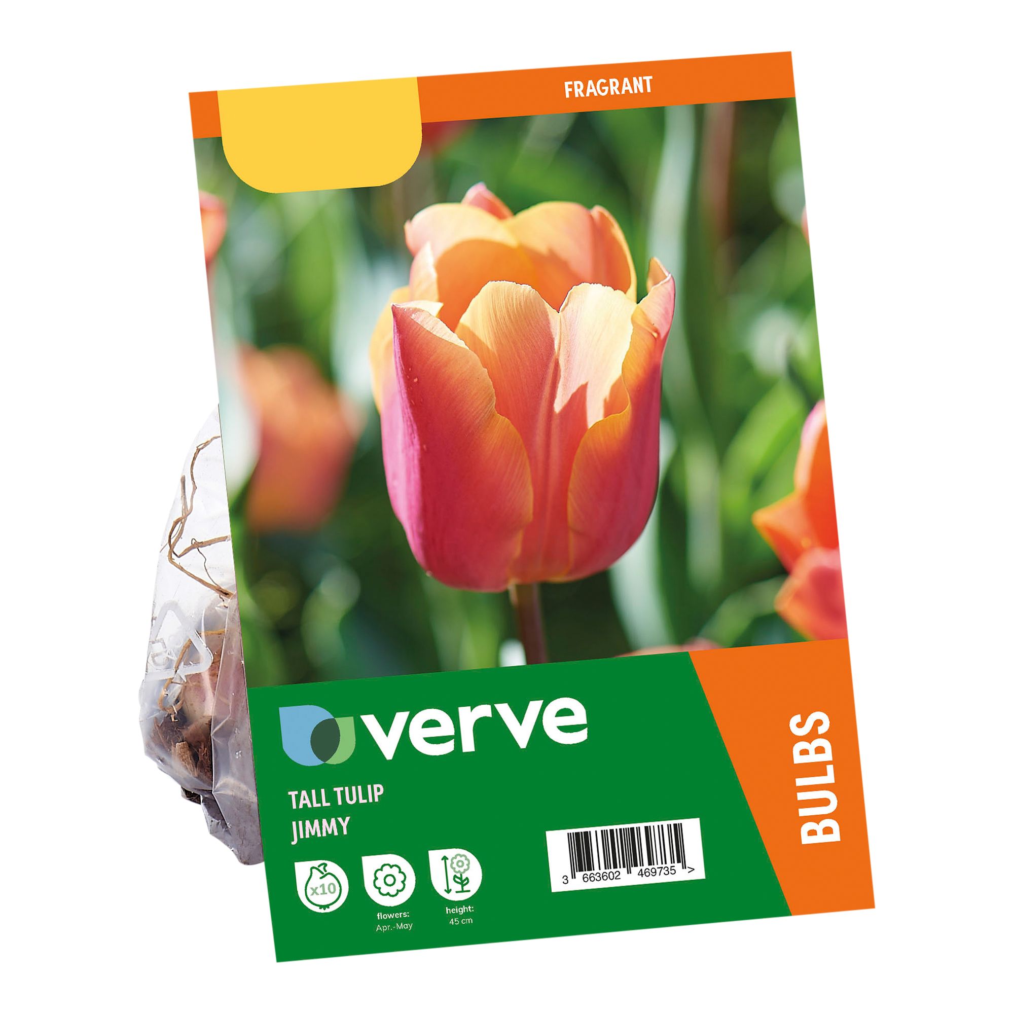 Tulip Jimmy 10 Flower bulbs - 5