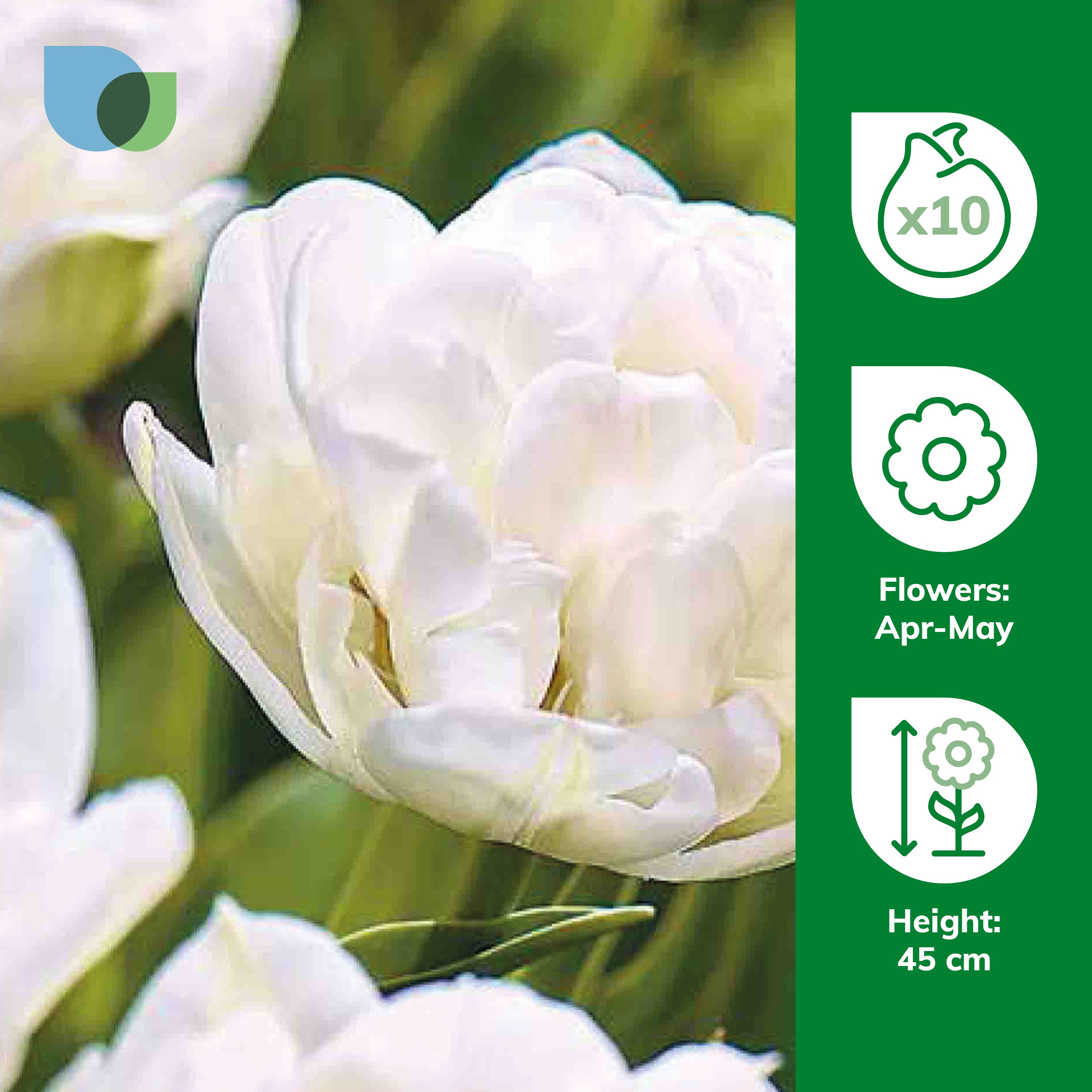Tulip Mount Tacoma 10 Flower bulbs - 3