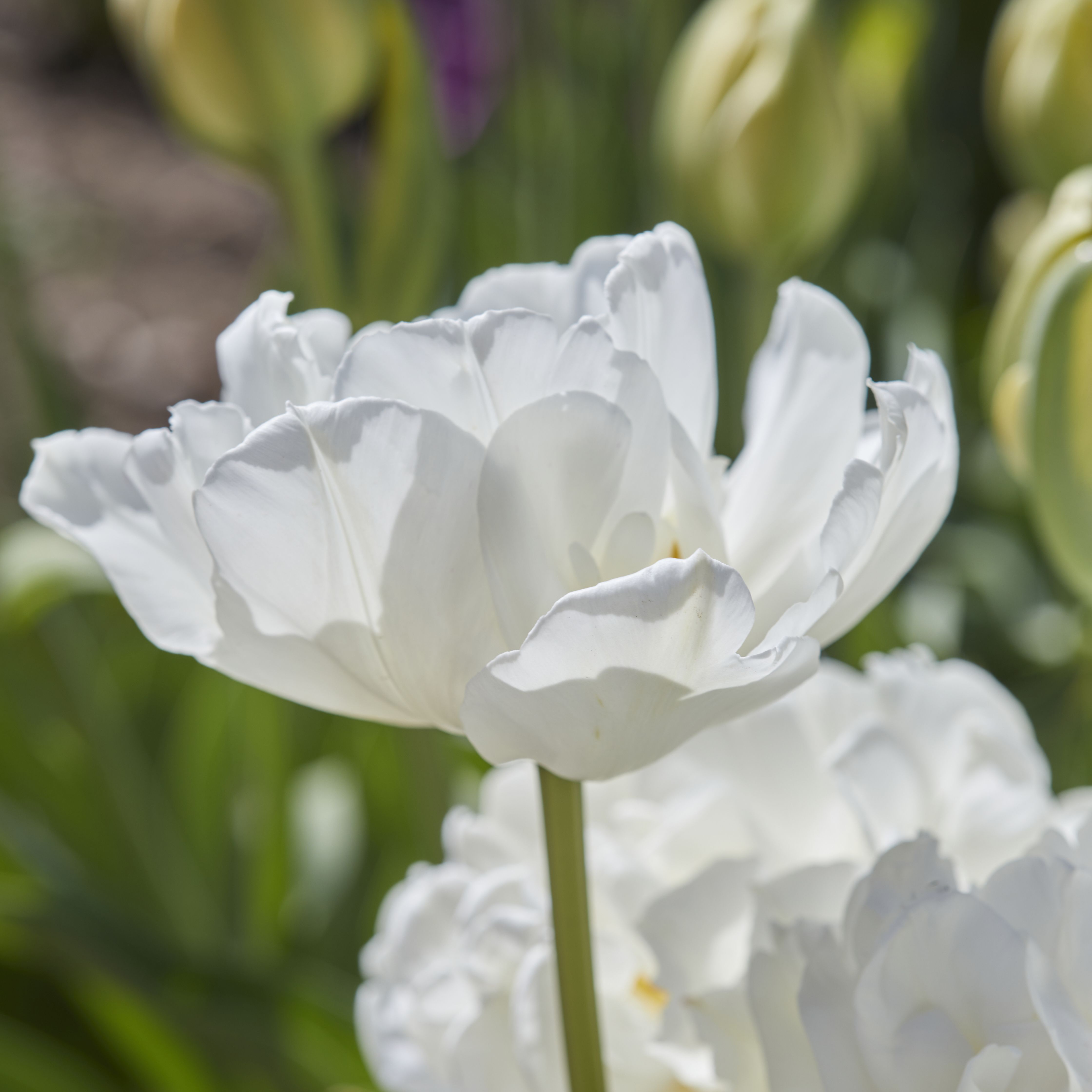 Tulip Mount Tacoma 10 Flower bulbs