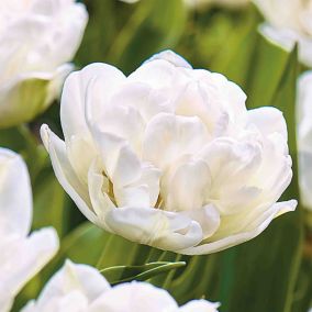 Tulip Mount Tacoma 10 Flower bulbs