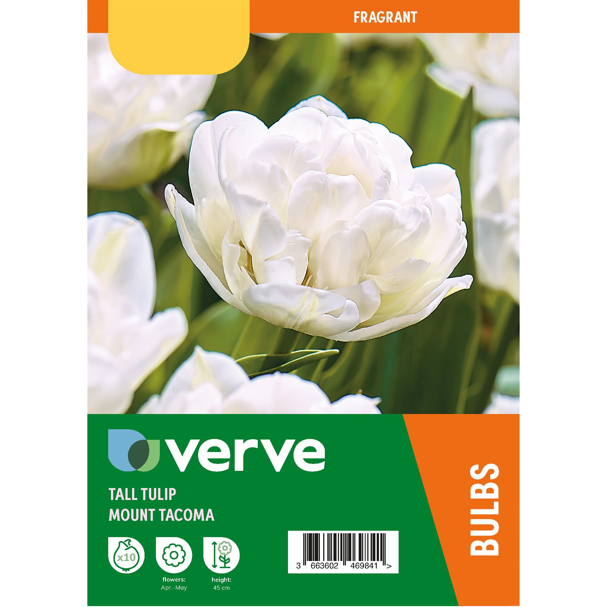 Tulip Mount Tacoma 10 Flower bulbs - 6