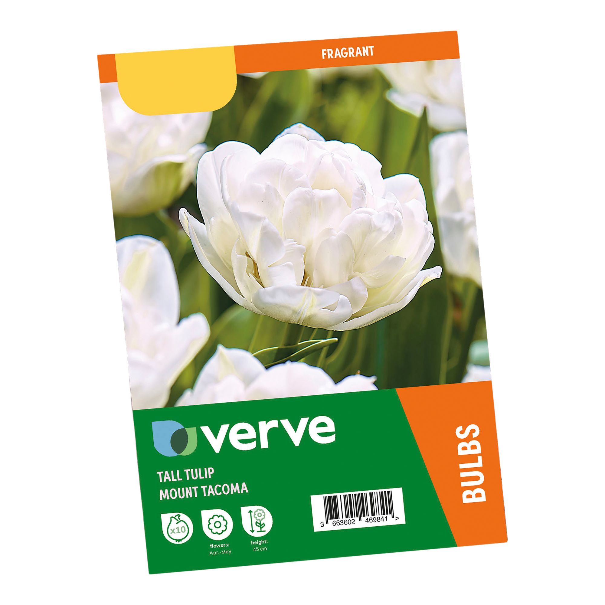 Tulip Mount Tacoma 10 Flower bulbs - 5