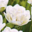 Tulip Mount Tacoma White Flower bulb Pack of 10