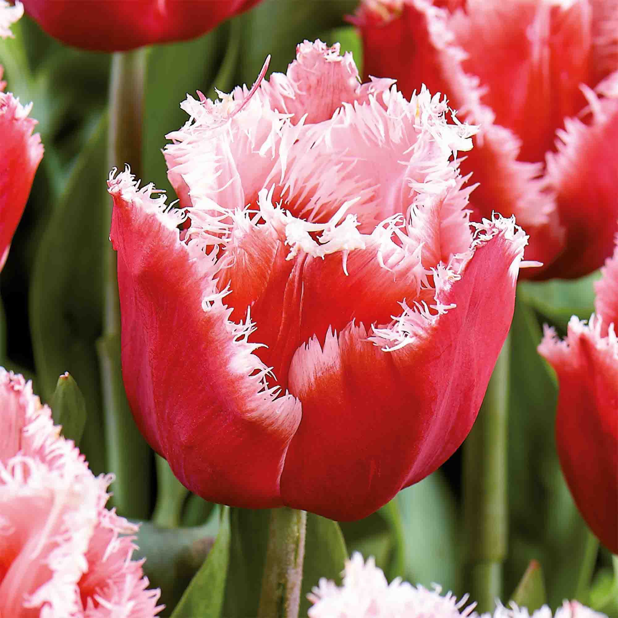 Tulip New Santa 10 Flower bulbs - 4