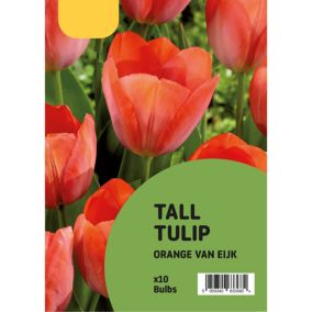 Tulip Orange Van Eijk 10 Flower bulbs