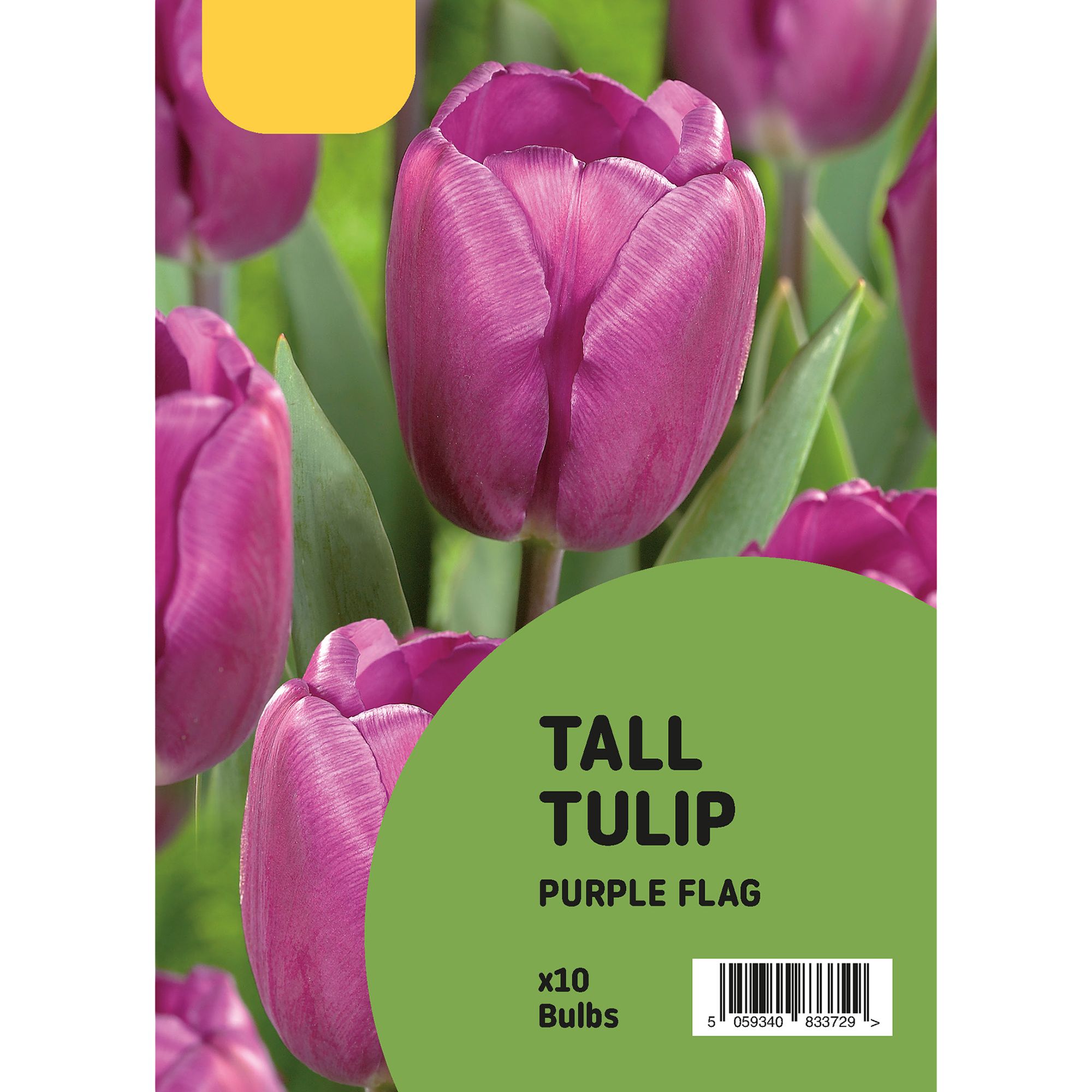 Tulip Purple Flag 10 Flower bulbs | £2 at B&Q