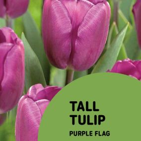 Tulip Purple Flag 10 Flower bulbs