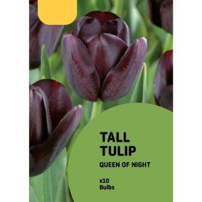 Tulip Queen of Night Flower bulb, Pack of 10
