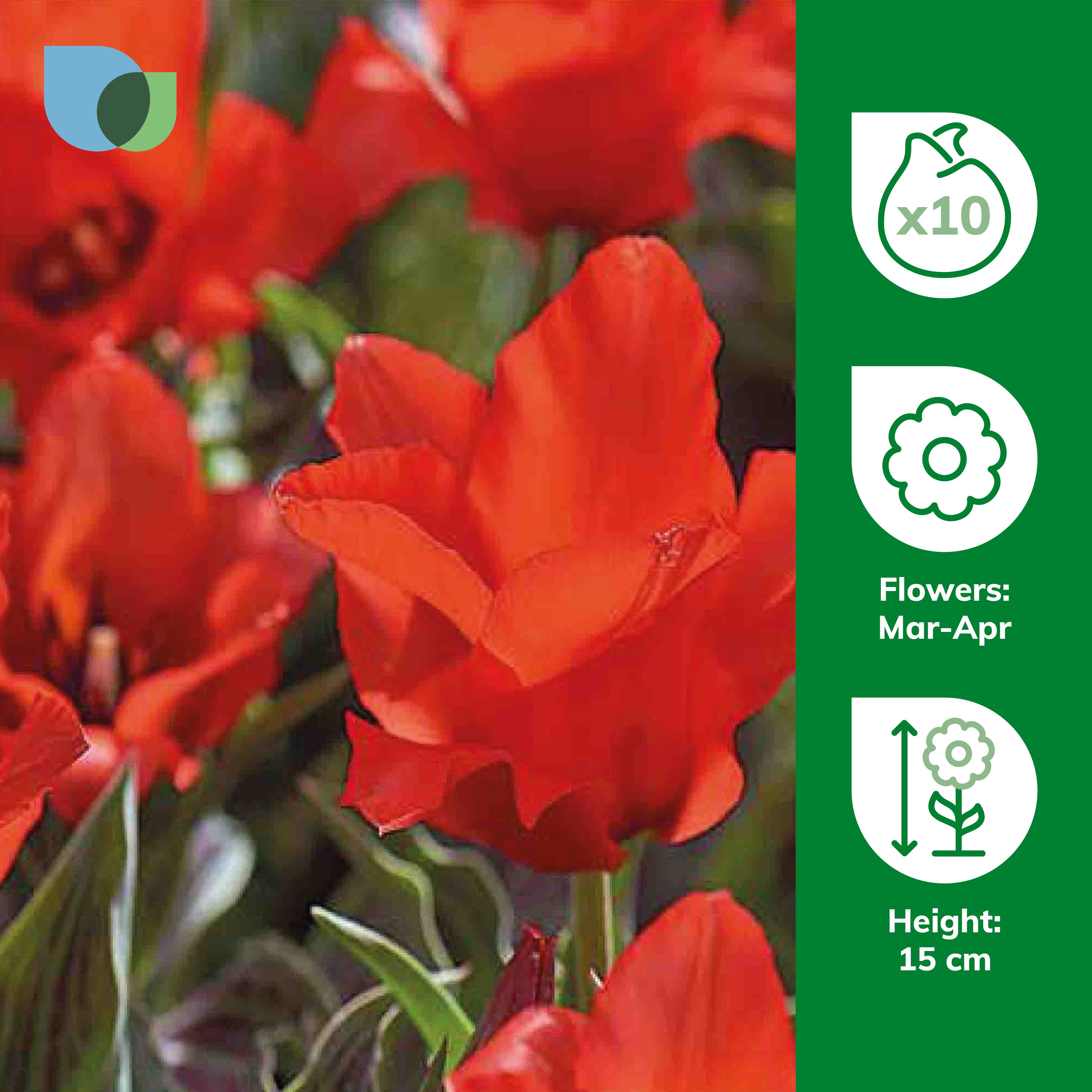 Tulip Red Riding Hood 10 Flower bulbs