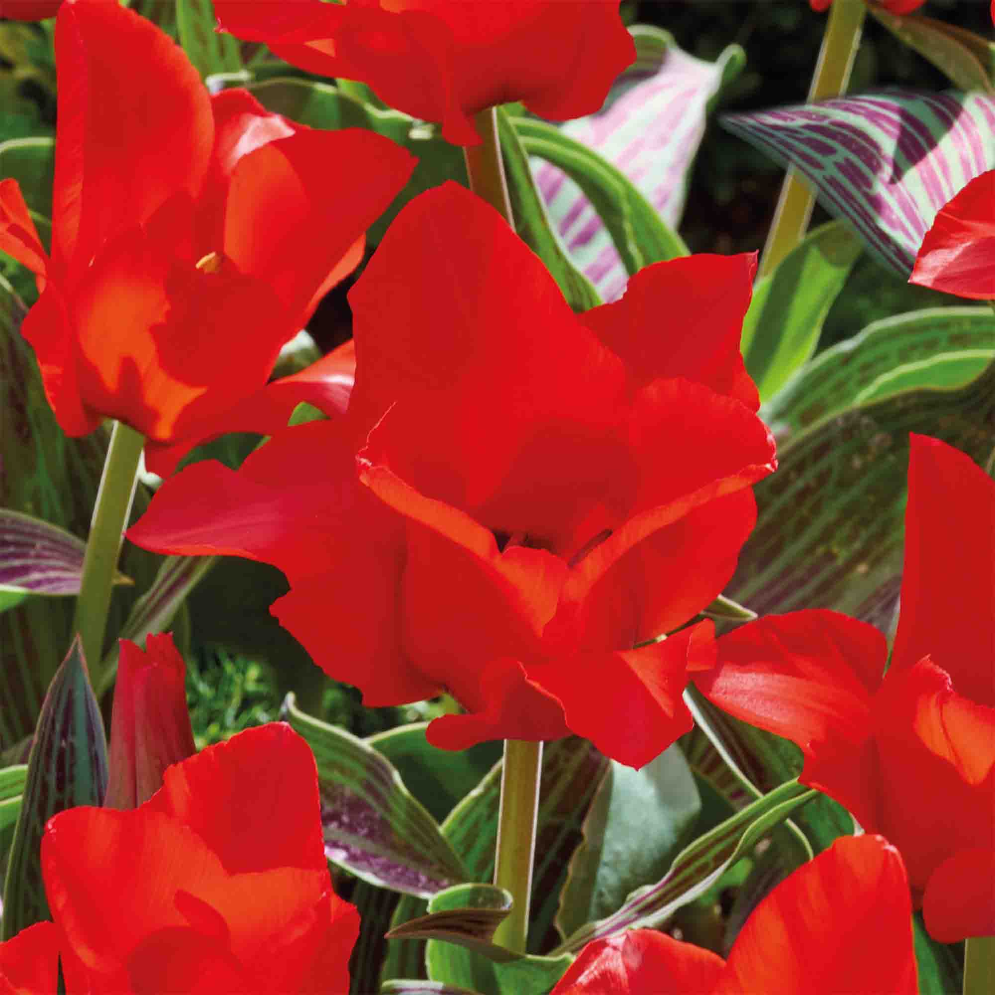Tulip Red Riding Hood 10 Flower bulbs